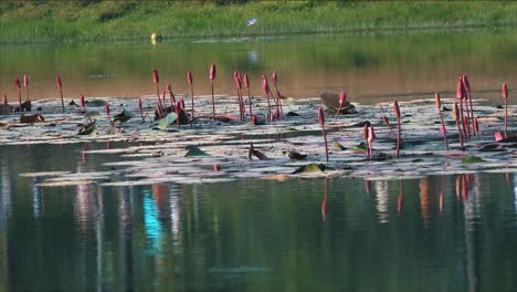 plano medio de la reflexión turística en el agua pasando