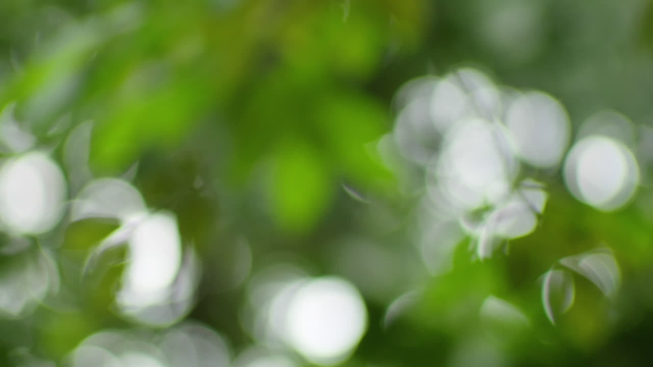 Defocus Leafage Of Trees. Shallow Depth Of Field