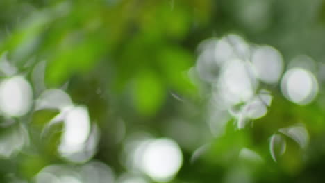 defocus leafage of trees. shallow depth of field