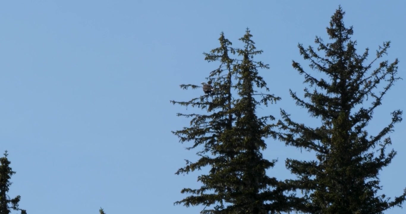 Hvithodeørn sitter på en gren av et furutre, Juneau, Alaska