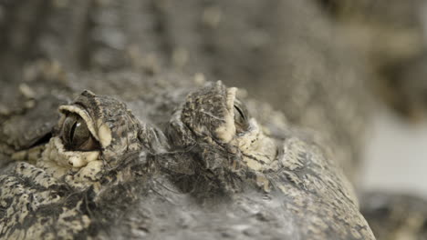 american alligator predator eyes close up macro high detail view