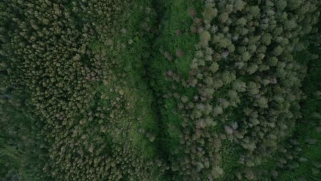 Drone-topdown-view-of-treetops-and-remote-wilderness-of-mount-sumbing,-Indonesia