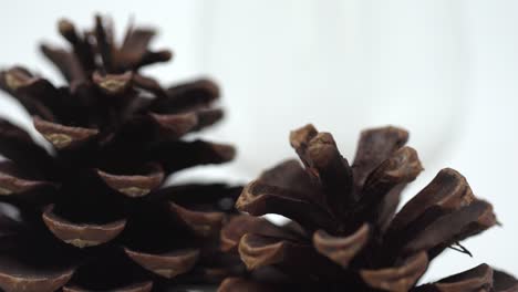 Close-up-on-tips-of-pin-cones-on-white-background