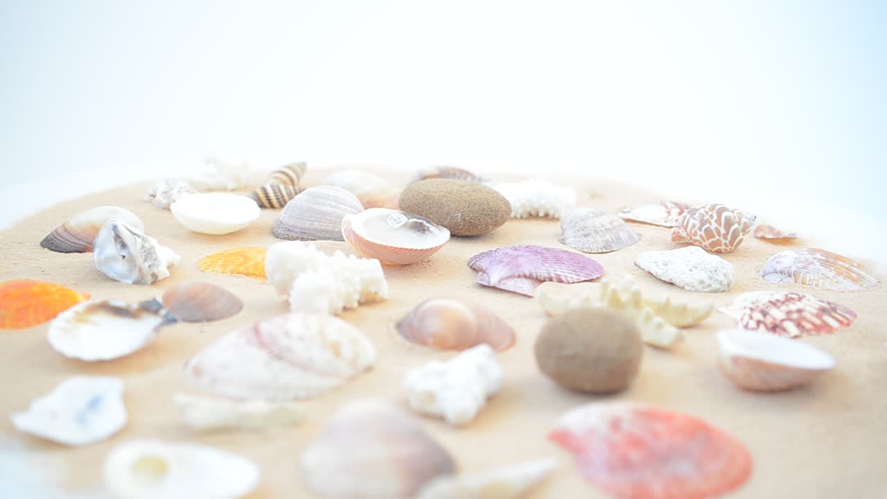 Cockleshells on sand. Shooting with conducting
