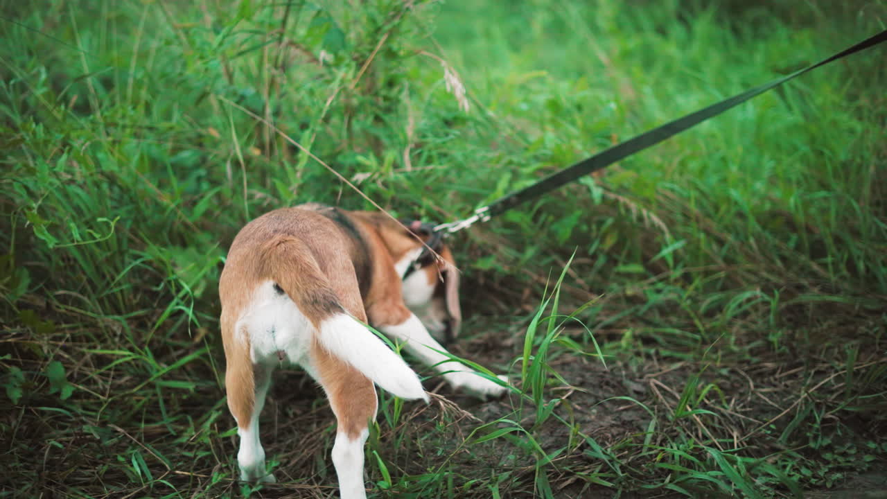 강아지 주인이 놀이하는 강아지를 길에서 멀리 끌어당기면서 저항하고 땅을 새 니다. 초록 잔디와 자연 풍경은 시골 야외 환경에 추가됩니다.