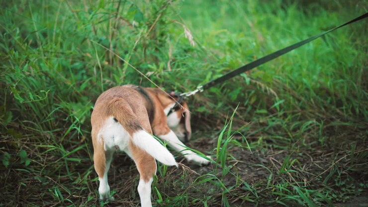 Dog owner pulling playful dog away from dirt path as it resists and sniffs the ground, green grass and natural scenery add to the rustic outdoor setting