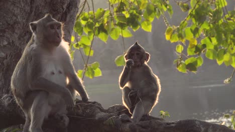 Macaques