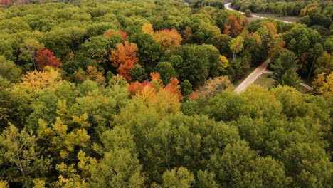 reverse descent over a patch of changing leaves