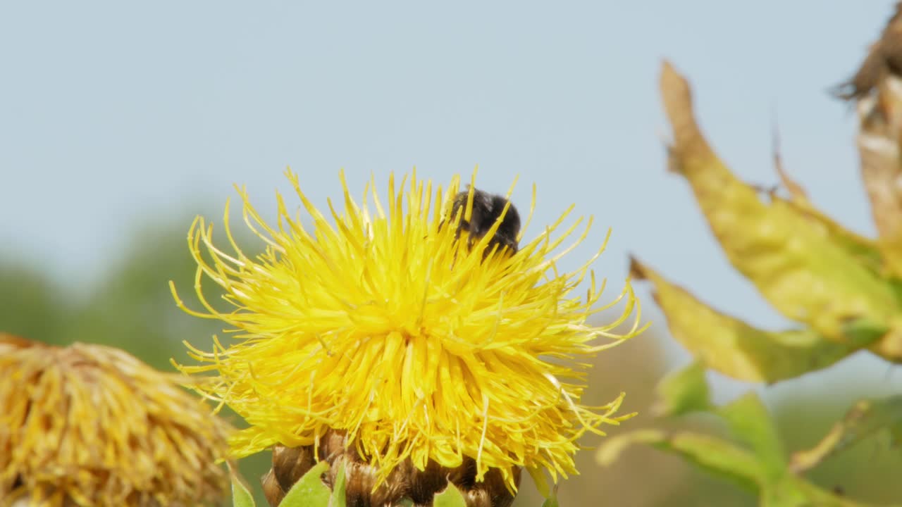 Uma foto macro aproximada de uma mamangava em uma flor amarela procurando por alimento.