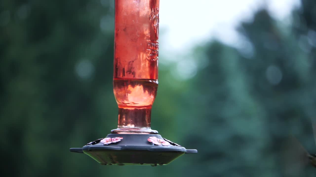 Close view of green hummingbird sitting on feeder and flying away
