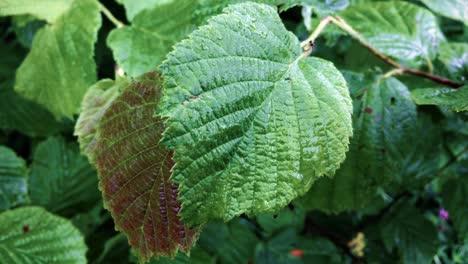 raindrops on the green leaves of a young deciduous tree, close-up. natural forest pattern, texture, background, graphic resources. ecology, environment, ecosystem, botany, gardening, seasons, summer