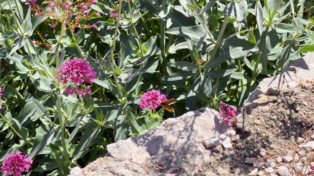 Static wide shot of an orange butterfly feeding on pink valerian flowers in bright sunlight