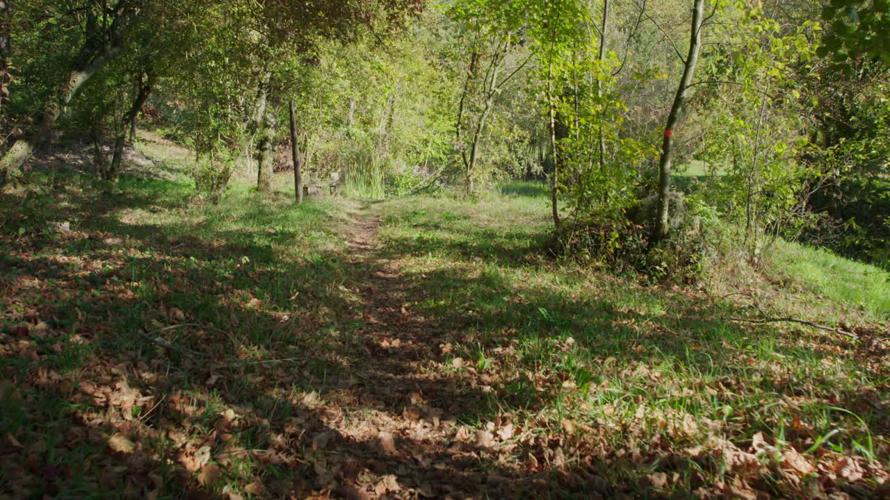 piccolo sentiero per uno stagno in autunno