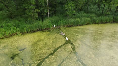 disfruta de una vista de pájaro de un lago sereno mientras una graciosa familia de cisnes se desliza a través del agua, representando la belleza de la armonía de la naturaleza en este cautivador metraje aéreo.