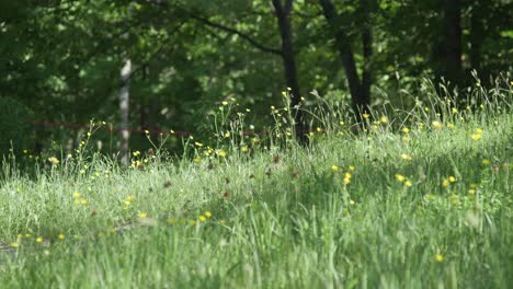 Wunderschöne-Gelbe-Blumen-Flattern-Sanft-Im-Wind