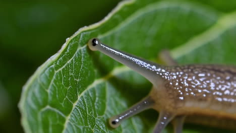 close-up of a snail on a green leaf
