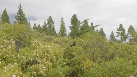 female hiker searches for path in bushes and disappears, tenerife