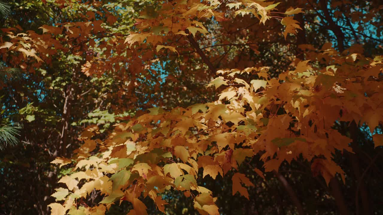 Orange autumn leaves blow gently in the foreground in a dense New England forest