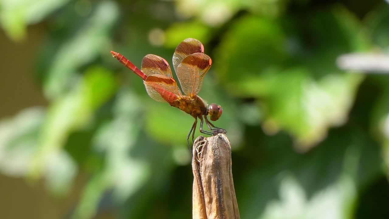 썩은 건조 식물에 자리 잡은 폭죽 스키머 고추 잠자리, 매크로 실시간