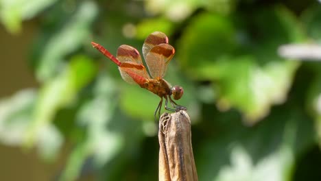 Firecracker-Skimmer-Red-Dragonfly-Perched-on-Rot-Dry-Plant,-Macro-real-time