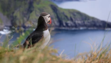 atlantic puffin (fratercula arctica), on the rock on the island of runde (norway).