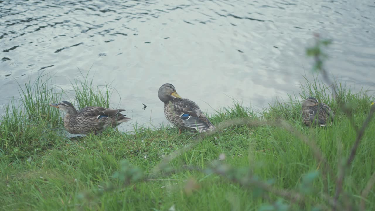 Three ducks resting on grassy river shoreline preening. MEDMIUM SHOT, REAL TIME