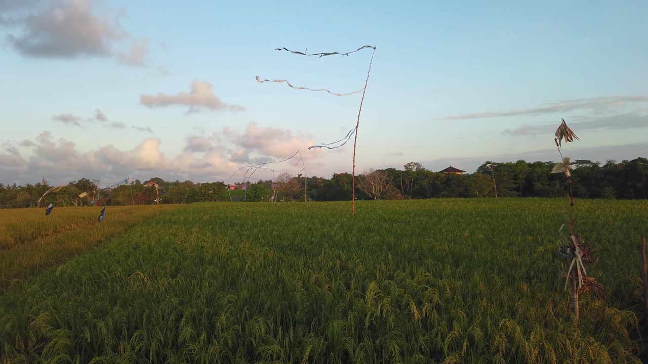 발리 아시아에서 일몰 시간 동안 새 덫으로 바람에 다채로운 녹색 논