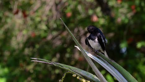 the oriental magpie-robin is a very common passerine bird in thailand in which it can be seen anywhere