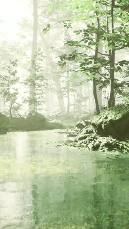 lush green forest with serene water reflection and soft sunlight