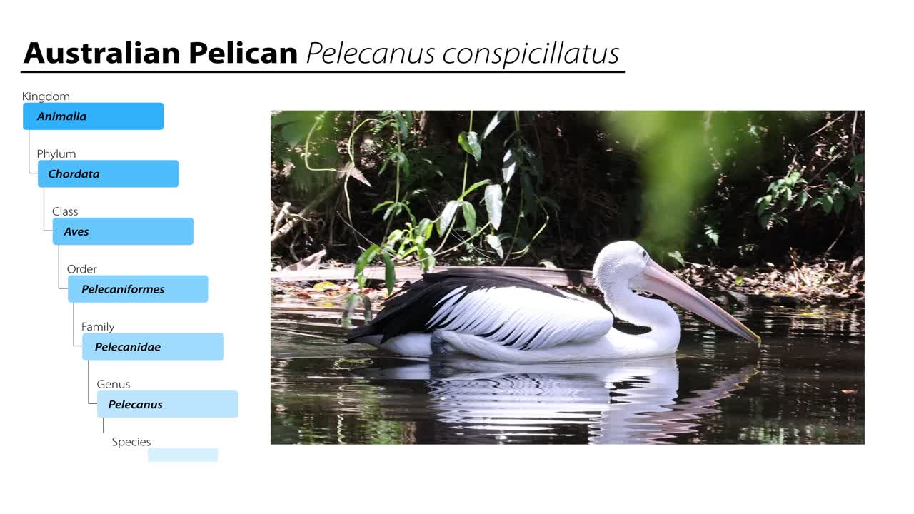 오스트레일리아 펠리칸 수영 및 분류