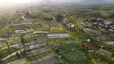 fly over on the agricultural field in early sunny morning