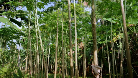 Papayabaum-Mit-Früchten-Wächst-Im-ökologischen-Tropischen-Landbau-In-Indonesien