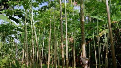 árbol de papaya con frutos que crecen en la agricultura orgánica tropical en indonesia