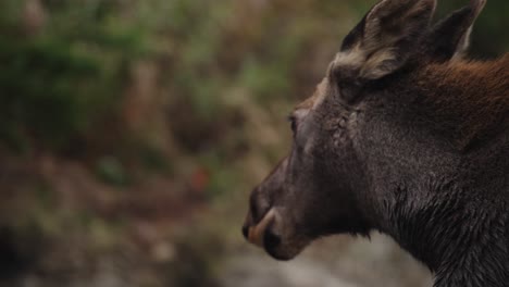 wild moose calf portrait, sniffing air in slow motion