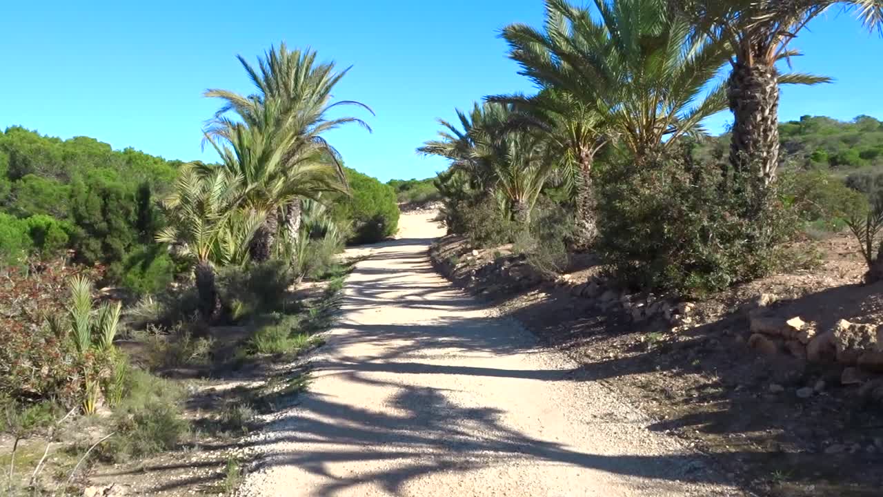 Un sendero flanqueado por palmeras que lleva a la playa en un día de verano
