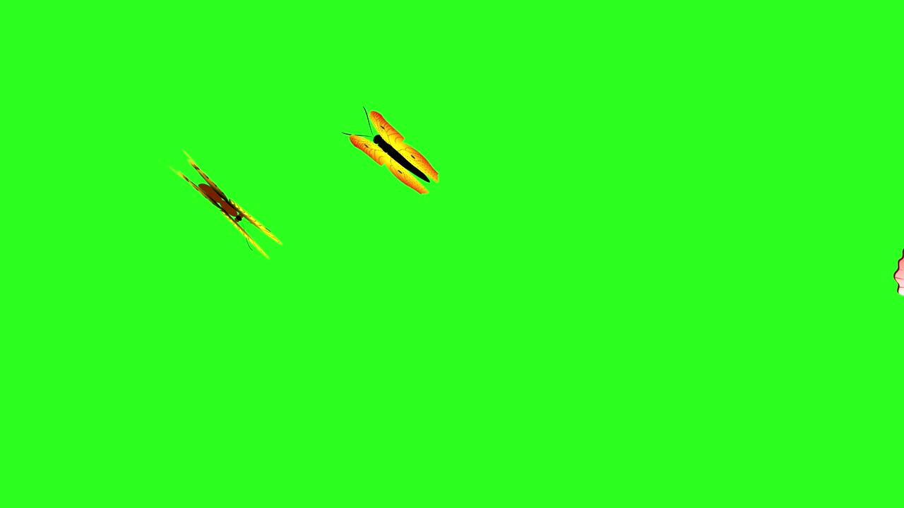 녹색 화면에 애니메이션 다채로운 아름다움 나비 크로마 키