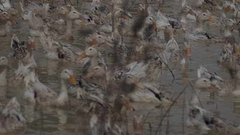 close up shot showing group of ducks swimming in dirty pond after heavy flood in cambodia