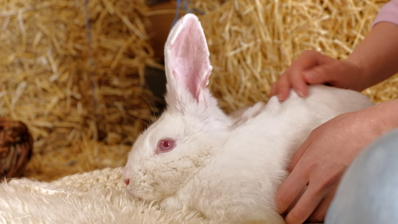 Woman petting a white bunny in the barn near square hay bales, in daylight