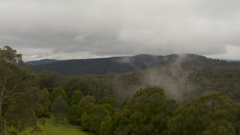 Low-aerial-perspective-moving-towards-fog-through-the-canopy-of-trees