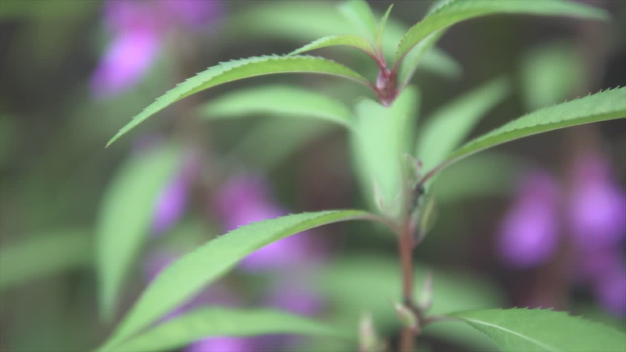 vista macro de cerca de una hormiga que se arrastra en una hermosa flor púrpura en la selva india