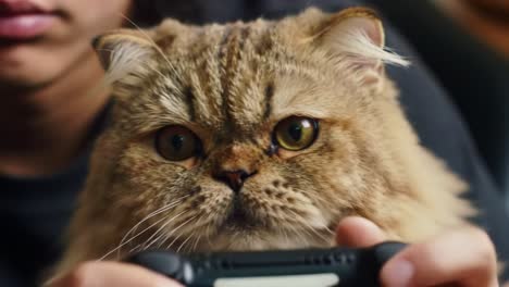 a furry gamer: a cute cat with a controller, showcasing the unlikely bond between pets and gaming enthusiasts in a relaxed home setting