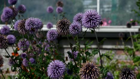 The-Bee's-outside-of-the-David-Welch-Winter-Gardens,-Aberdeen,-Scotland,-United-Kingdom