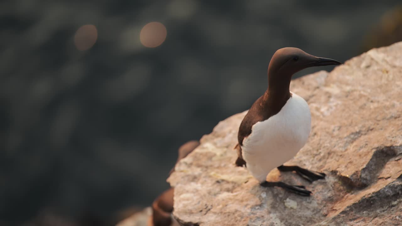 Guillemot Bird Close Up on Rocks at Sunset, Guillemots Seabirds Close Up Portrait in Orange Sunlight Sunset at Golden Hour on the Coast at Skomer Island in Wales, UK Birdlife and Birds