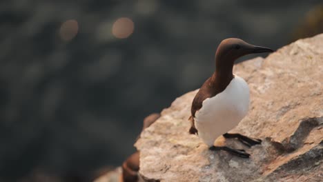 guillemot bird close up on rocks at sunset, guillemots seabirds close up portrait in orange sunlight sunset at golden hour on the coast at skomer island in wales, uk birdlife and birds