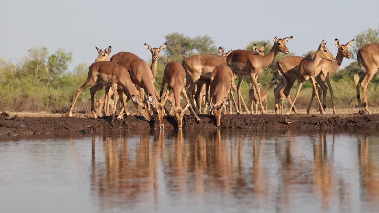 Wide shot of a herd of impala antelopes drinking nervously from a waterhole in front of an underground hide. Beautiful reflection on the water. Filmed in Mashatu Game Reserve, Botswana