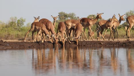 wide shot of a herd of impala antelopes drinking nervously from a waterhole in front of an underground hide. beautiful reflection on the water. filmed in mashatu game reserve, botswana