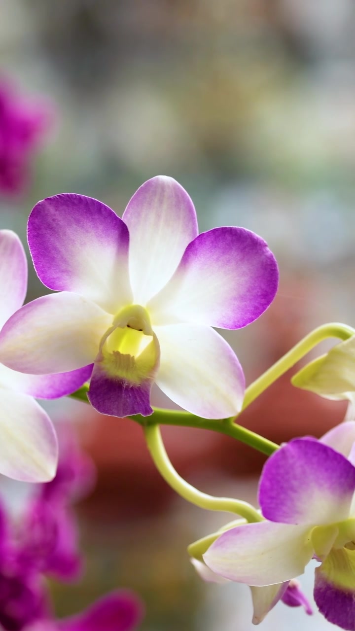 Orchidee vivaci in un contesto di tempio