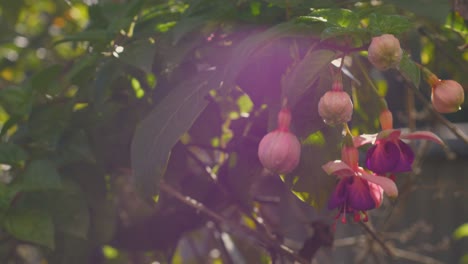 las hojas largas de vetas verdes se envuelven en bulbos anaranjados rosados con pétalos y sépalos púrpuras