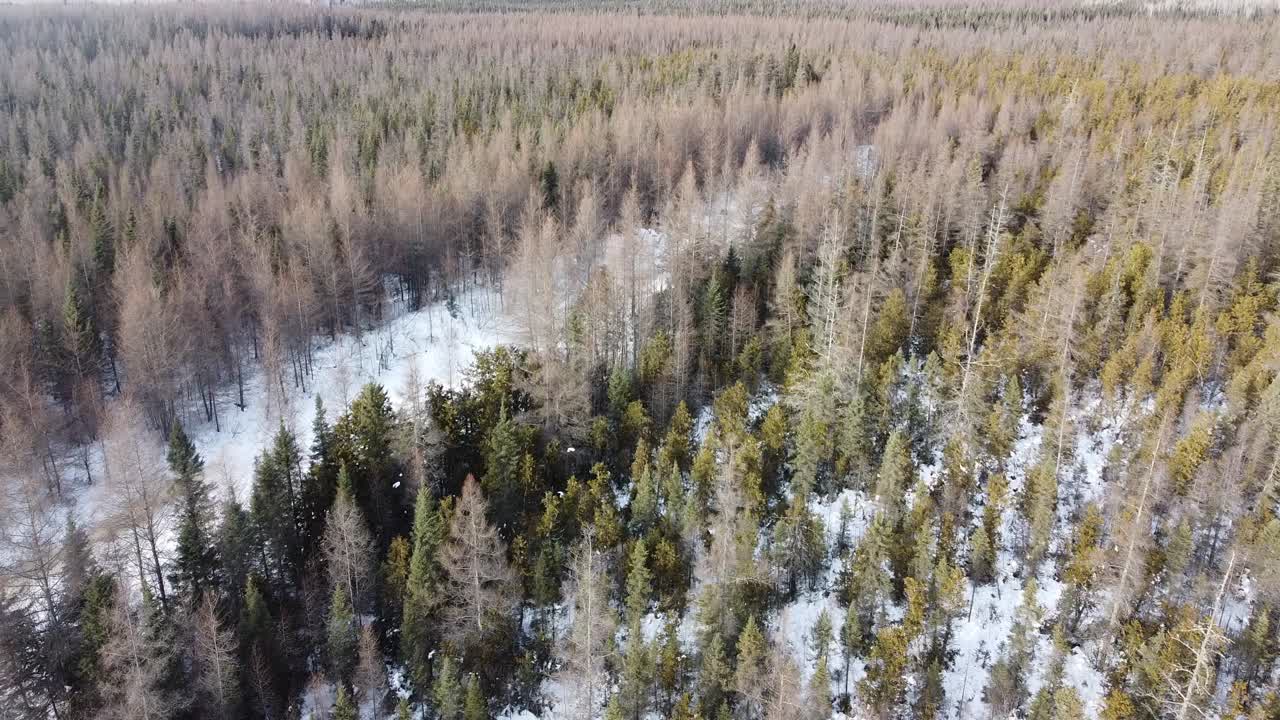 Vista aerea di un paesaggio invernale ghiacciato nell'Ontario settentrionale, natura selvaggia canadese