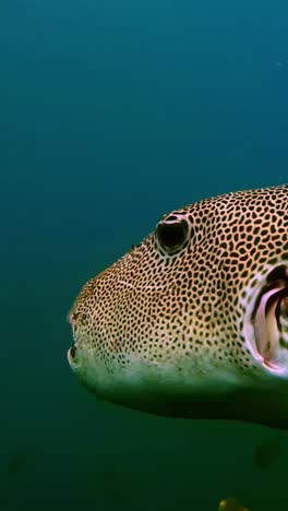 vertical shot of a starry pufferfish. arothron stellatus